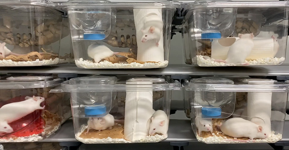 Mouse Cage Enrichment Loft - Animal Care Systems